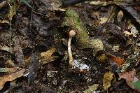 Ophiocordyceps gracilioides image