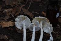 Amanita bisporigera image