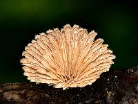 Schizophyllum commune image