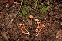 Hygrocybe cantharellus image