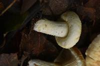 Lactarius deceptivus image