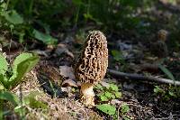 Morchella americana image