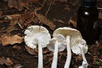 Amanita bisporigera image