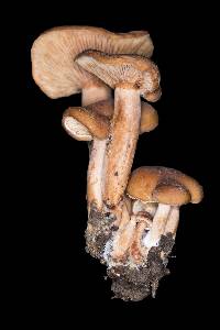 Lactarius rubidus image