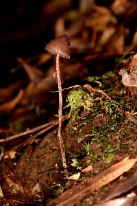 Psilocybe fagicola image