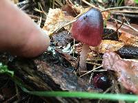 Mycena purpureofusca image