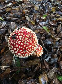 Amanita muscaria image