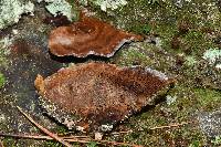 Coltricia montagnei image