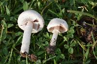 Agaricus campestris image