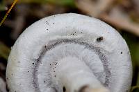 Agaricus campestris image