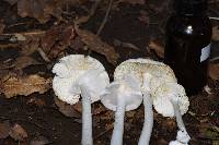 Amanita bisporigera image