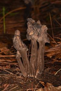 Helvella lacunosa image