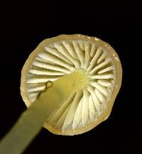 Mycena epipterygia image