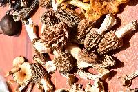 Morchella rufobrunnea image