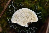 Trametes versicolor image