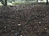 Amanita phalloides image