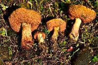 Boletus subvelutipes image