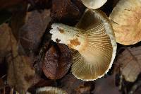 Lactarius deceptivus image