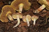 Suillus occidentalis image