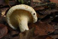 Lactarius deceptivus image