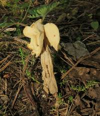 Helvella crispa image