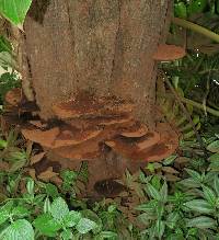 Image of Ganoderma oerstedii