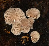 Crepidotus applanatus image