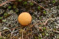 Chalciporus pseudorubinellus image