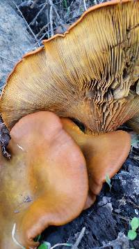 Omphalotus olivascens image