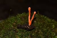 Cordyceps militaris image