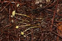 Mycena epipterygia image