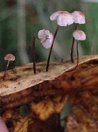 Gymnopus quercophilus image