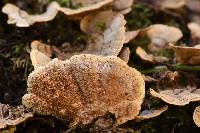 Trametes versicolor image