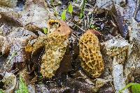 Morchella americana image