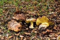 Suillus pseudobrevipes image