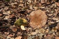 Boletus subtomentosus image