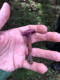 Laccaria amethysteo-occidentalis image