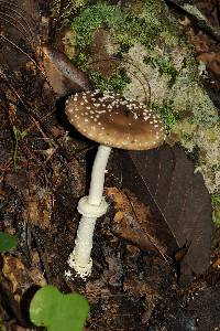 Amanita pantherina image