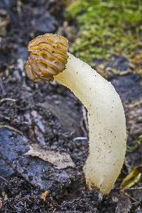 Morchella punctipes image