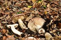 Lactarius argillaceifolius var. megacarpus image