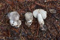 Tricholoma pardinum image