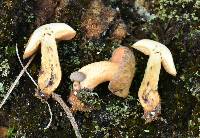 Suillus tomentosus image