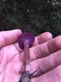 Laccaria amethysteo-occidentalis image