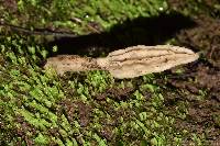 Morchella rufobrunnea image