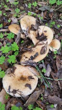 Lactarius alnicola image