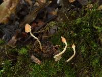 Cortinarius acutus image