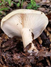 Lactarius alnicola image