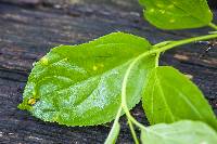 Puccinia coronata image