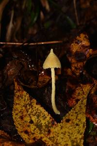 Entoloma murrayi image