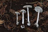 Amanita bisporigera image